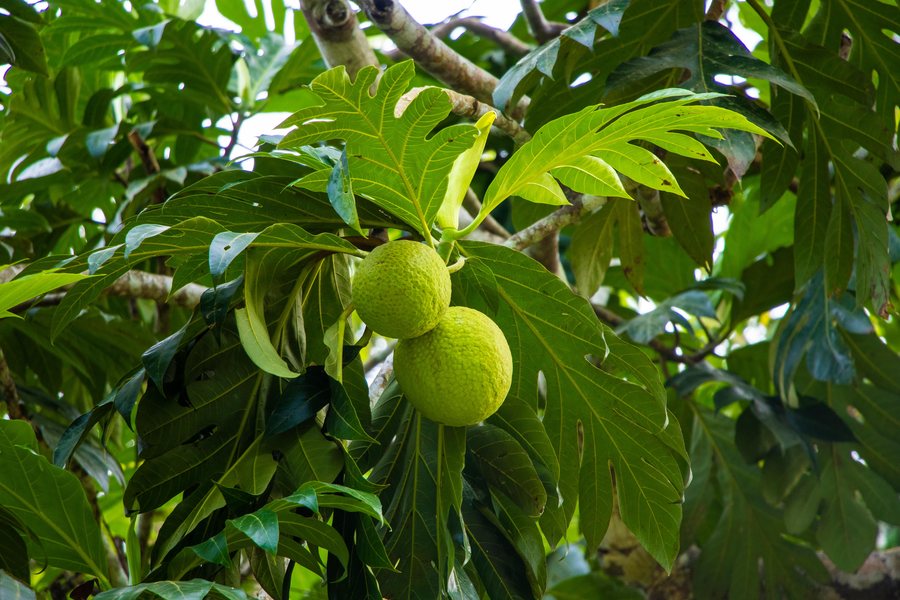 Des fruits à pain sur l'arbre, dans le jardin